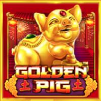 Golden Pig